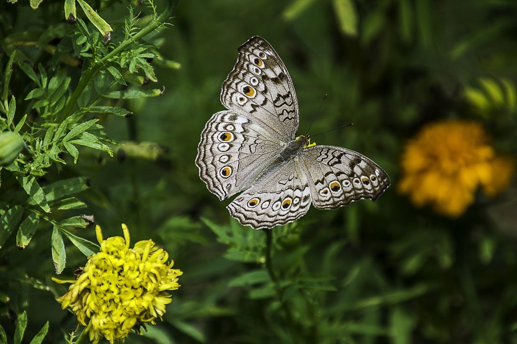 museo de historia natural nueva york mariposas